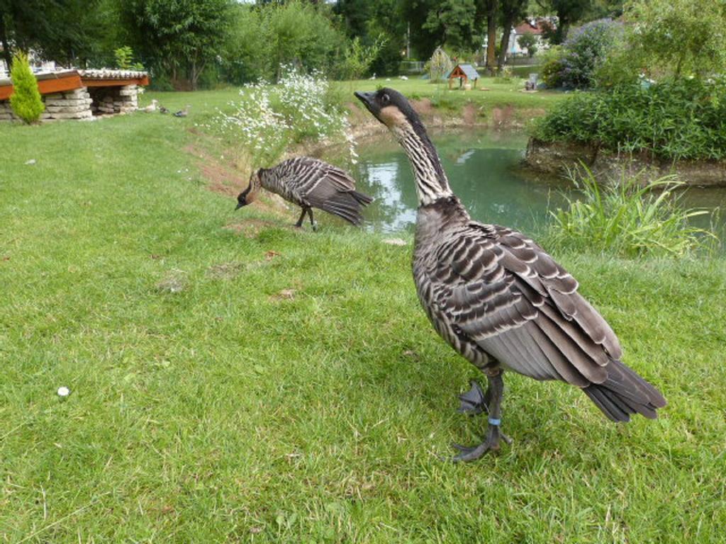 Le Bocard Villa Thonnance-lès-Joinville Dış mekan fotoğraf